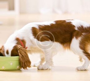 Airline Travel with Pets