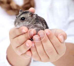 7 Small Pets for You