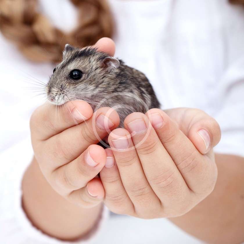 7 Small Pets for You